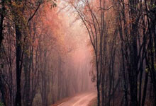 乐鱼体育app-巴西足球国家队全力备战世界杯预选赛：梦想再启航