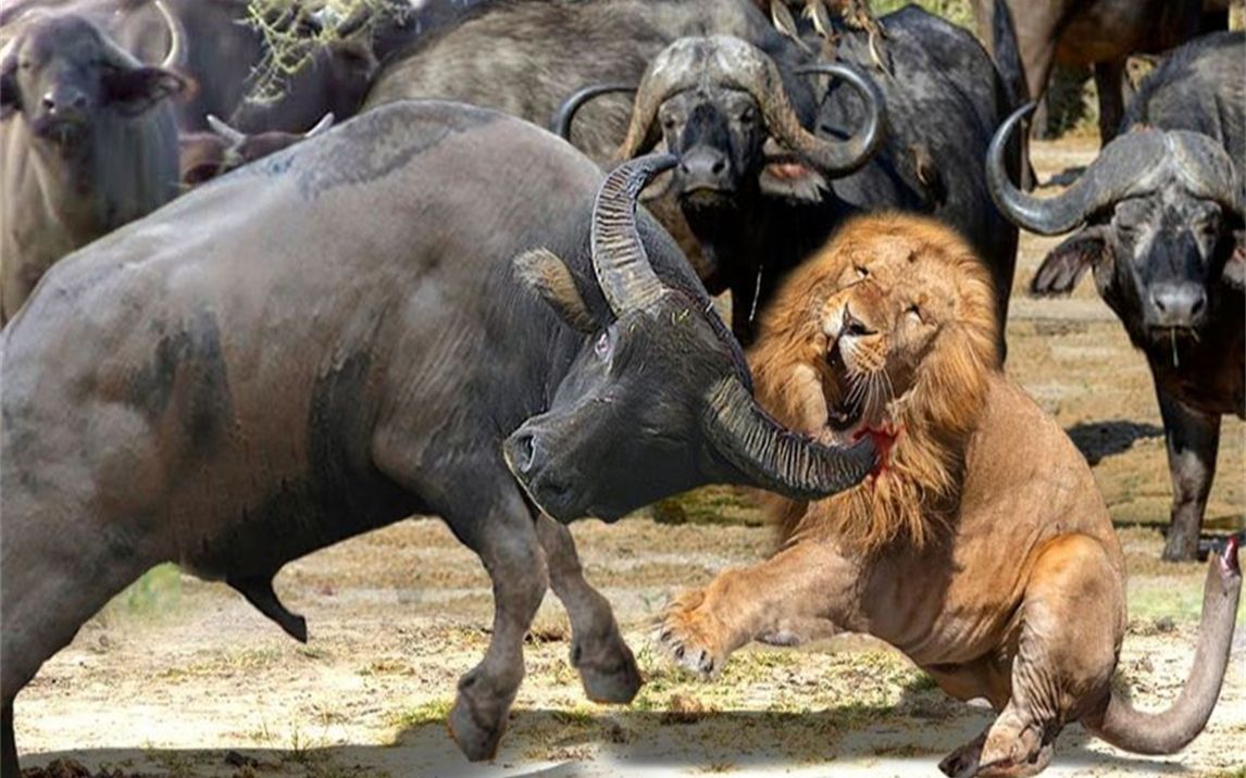 关于小牛击败国王，继续保持不败纪录的信息